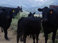 High Country Ranch Services Nevada