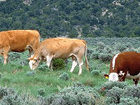 High Country Ranch Services Nevada