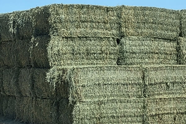 Alfalfa Hay