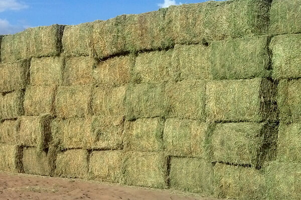 Grain Hay