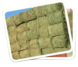 Pasture - Development Livestock, High Country Ranch Services, Nevada USA