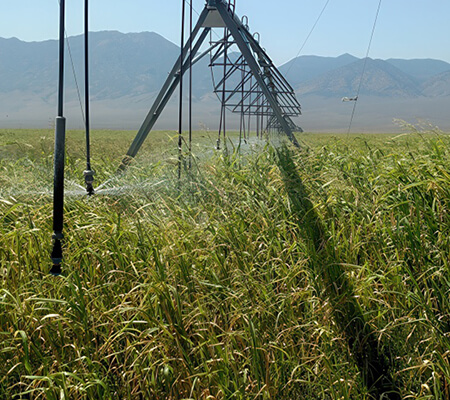 Grass Hay Pivot Stock - High Country Ranch Services