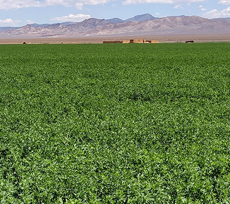 Alfalfa Hay Pivot Stock - High Country Ranch Services