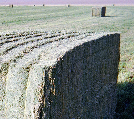 NV Big Bale Stock - High Country Ranch Services