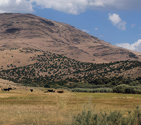 NV Grazing Cattle - High Country Ranch Services