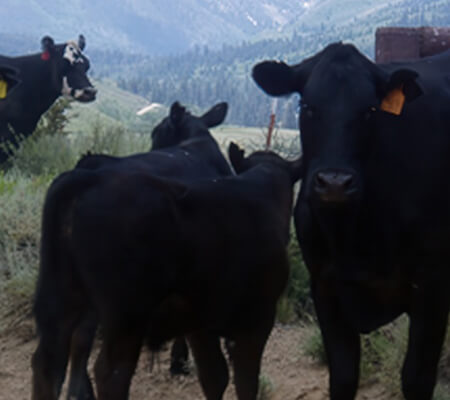 NV Angus Cattle - High Country Ranch Services