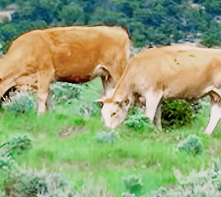 NV Grazing Cattle - High Country Ranch Services