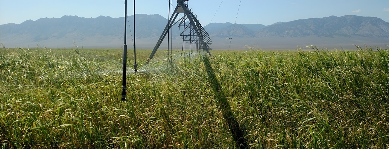 Grass Hay Pivot Stock - High Country Ranch Services