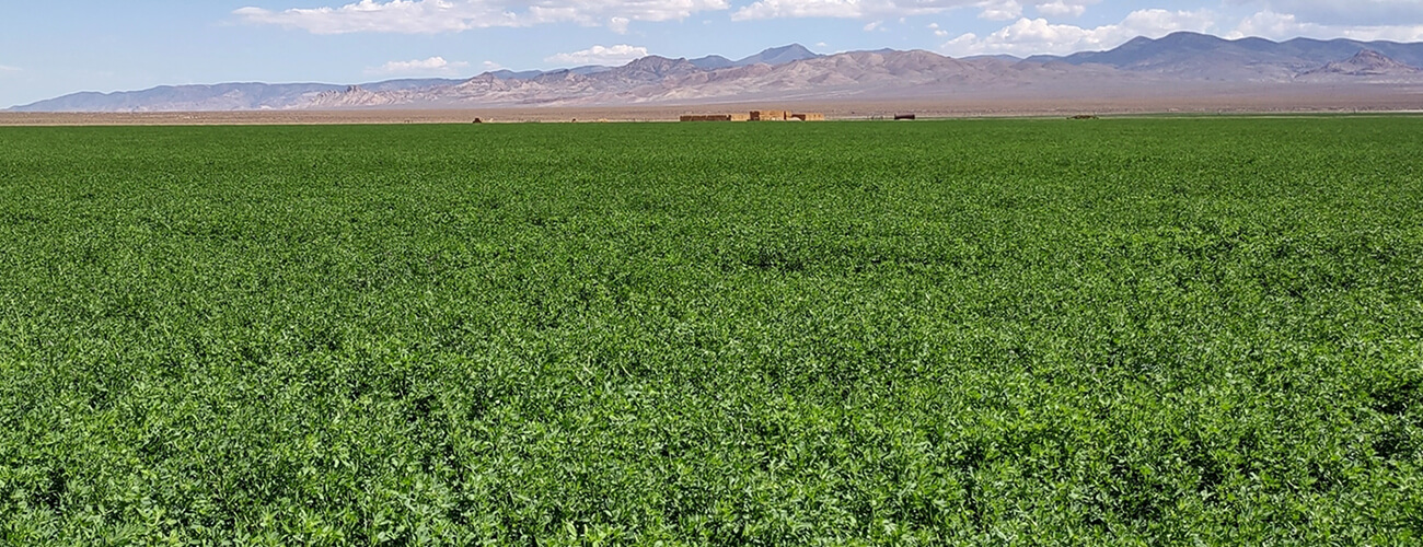 Alfalfa Hay Pivot Stock - High Country Ranch Services