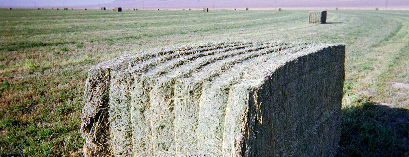 NV Big Bale Stock - High Country Ranch Services