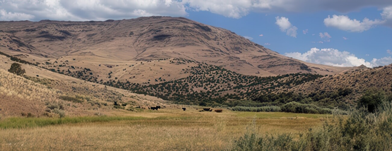 NV Grazing Cattle - High Country Ranch Services