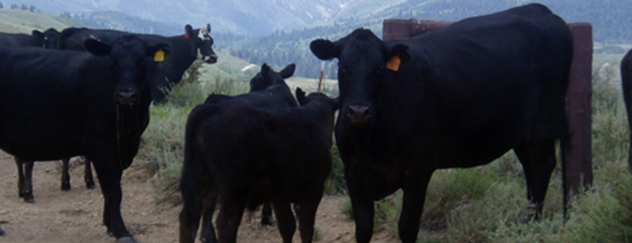 NV Angus Cattle - High Country Ranch Services