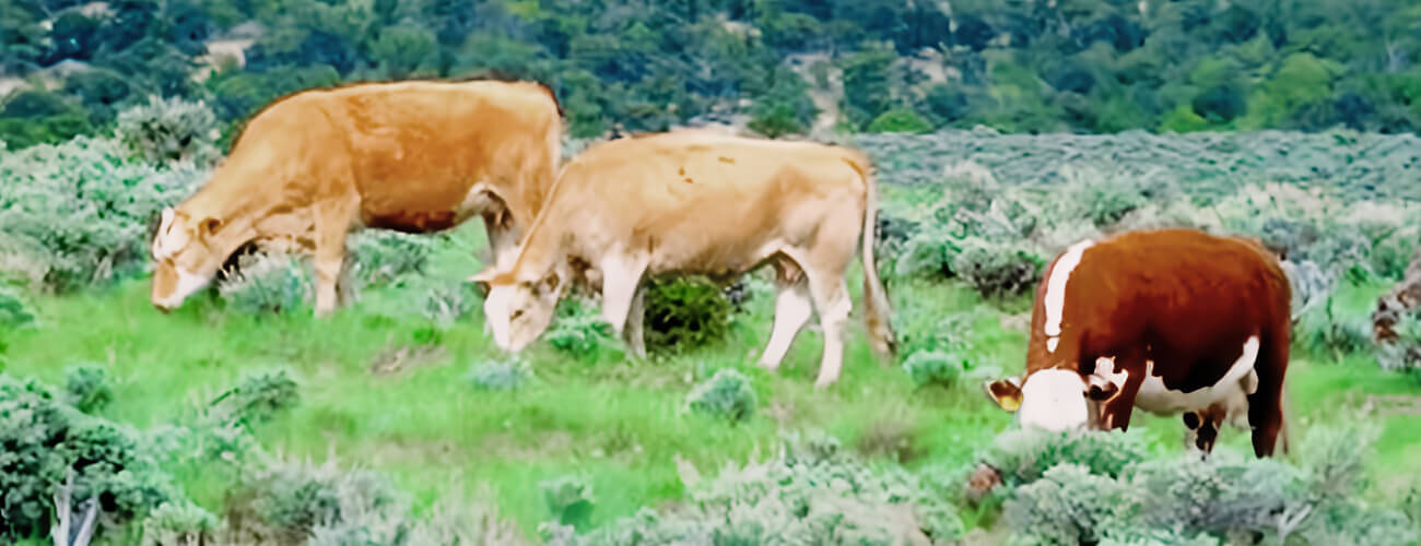 NV Grazing Cattle - High Country Ranch Services